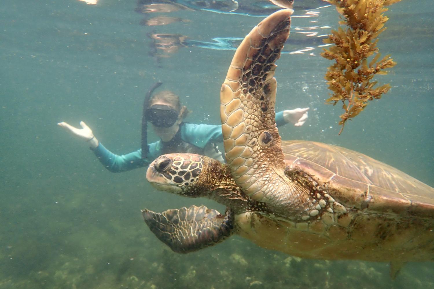一名<a href='http://90.szailixun.com'>全球十大赌钱排行app</a>学生在Galápagos群岛游学途中与一只巨龟游泳.